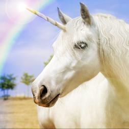 Chasing Unicorns: Does the Perfect NP Job Exist?